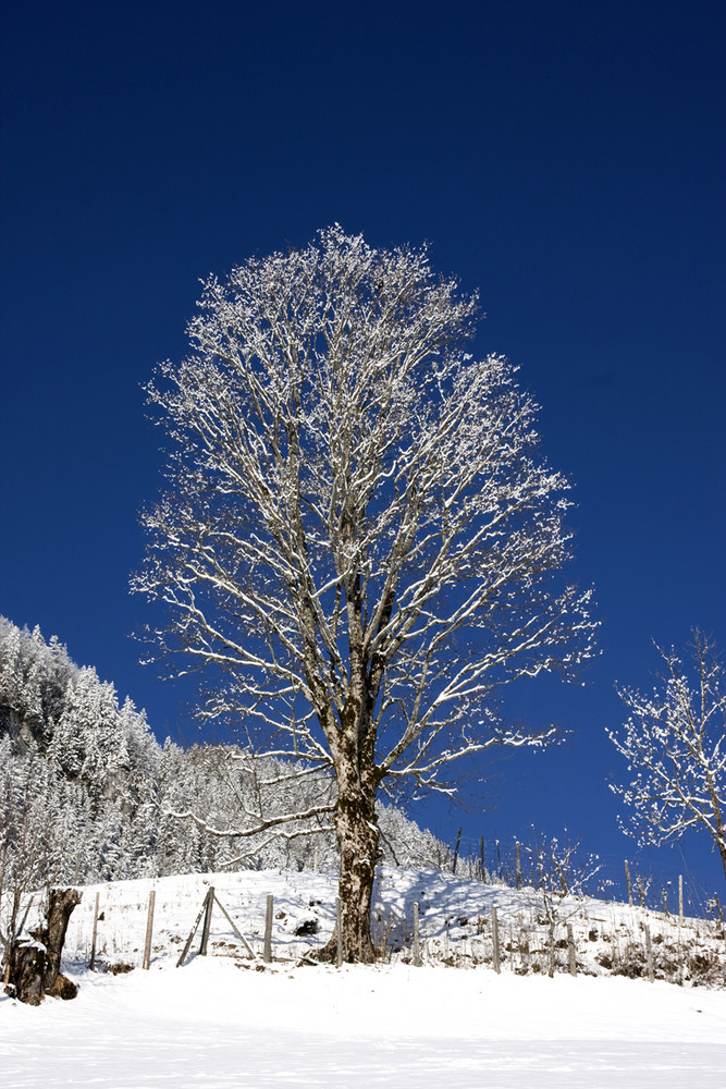 Winterbaum_II