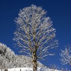 Winterbaum_II