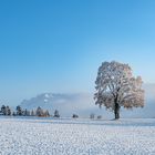 Winterbaum_mit_Aussicht