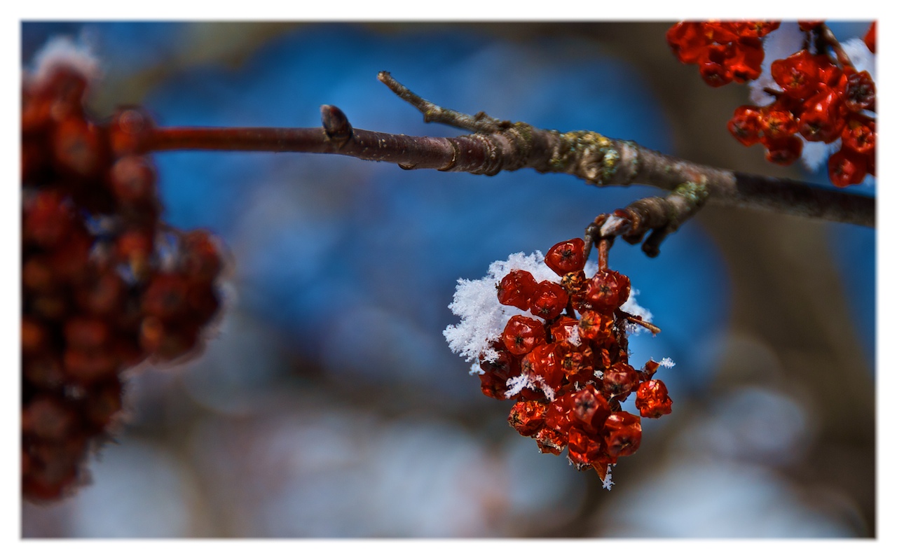 Winterbeere