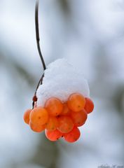 Winterbeeren...