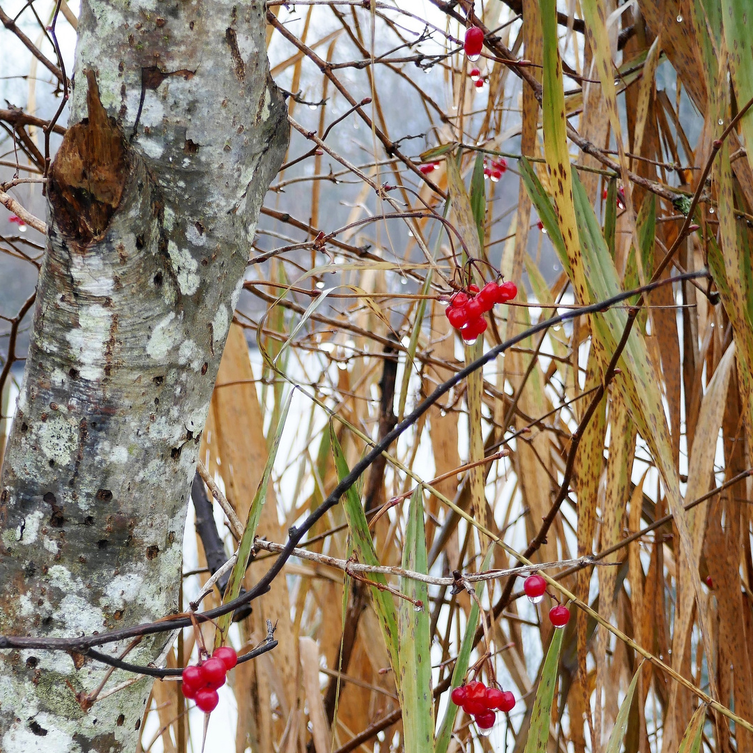 Winterbeeren