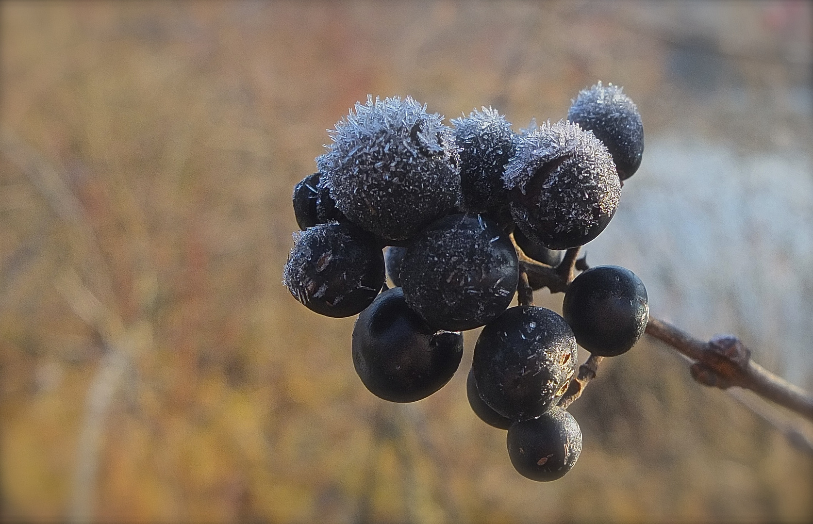 Winterbeeren