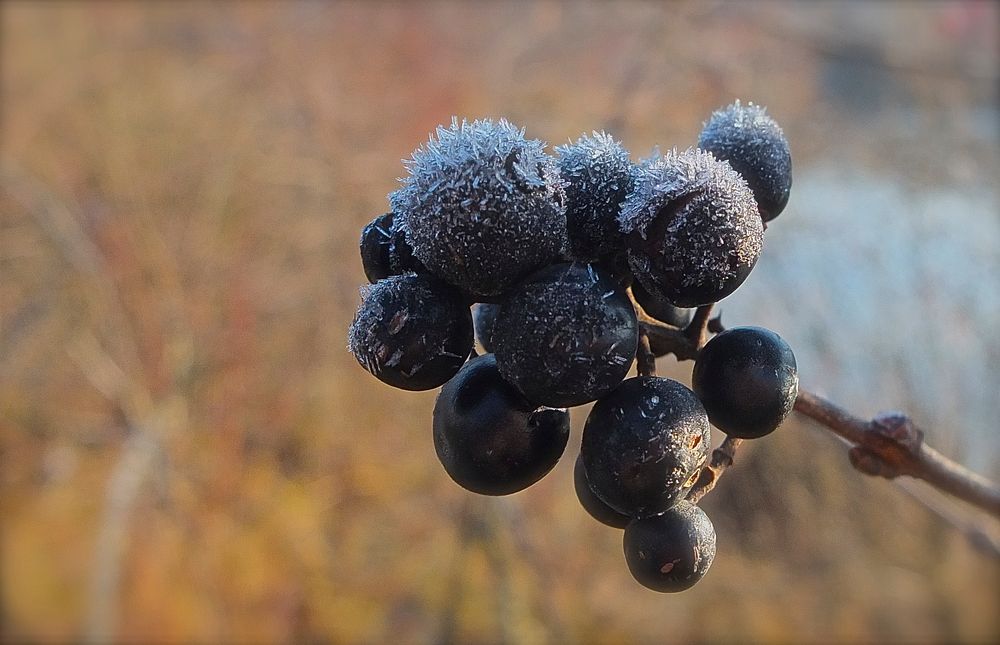 Winterbeeren