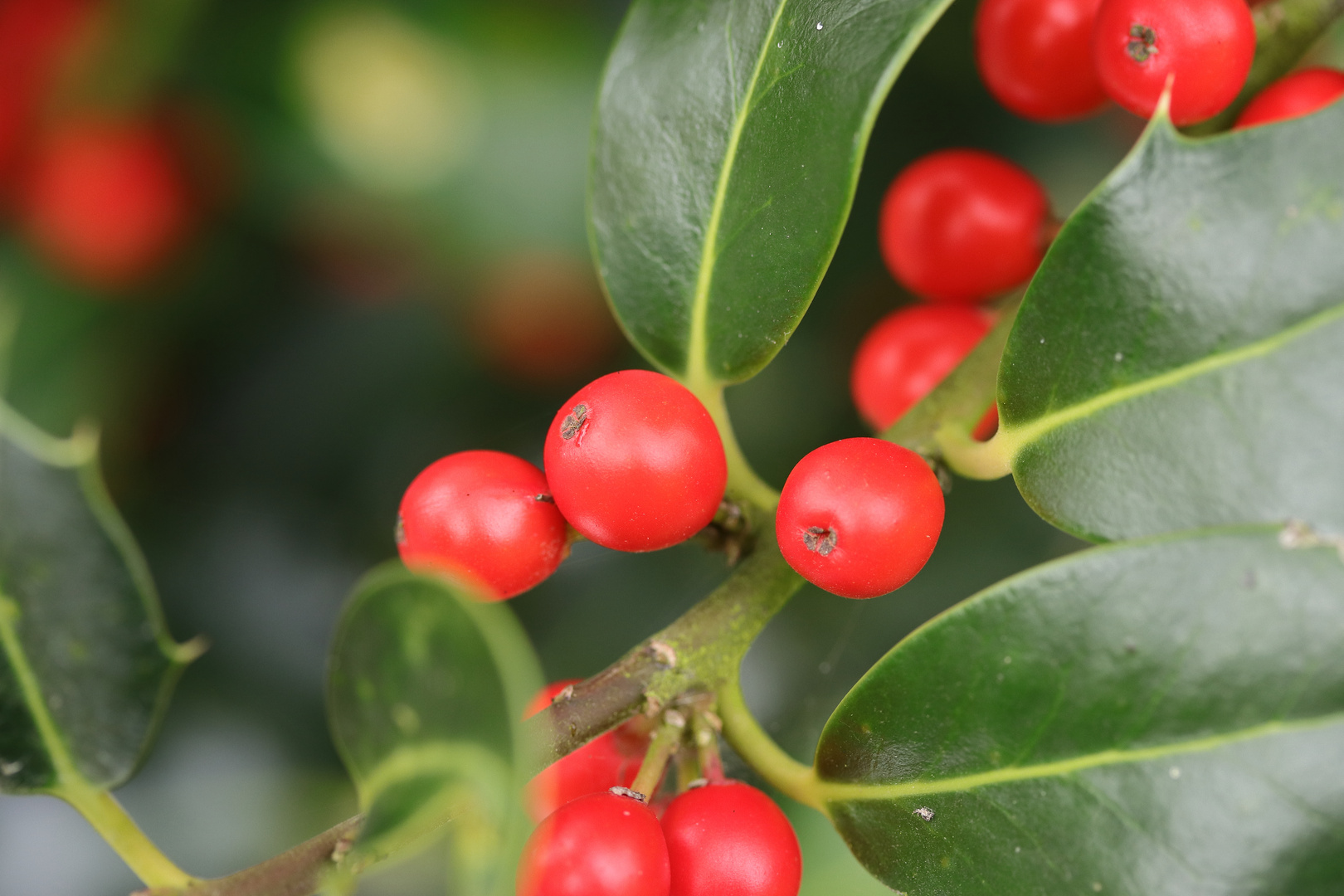 Winterbeeren 