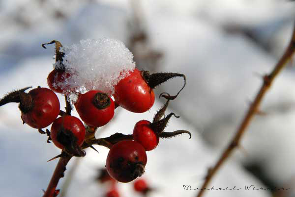 Winterbeeren 2