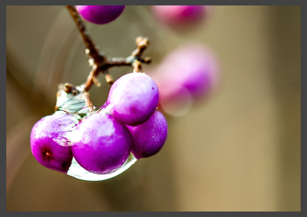 Winterbeeren