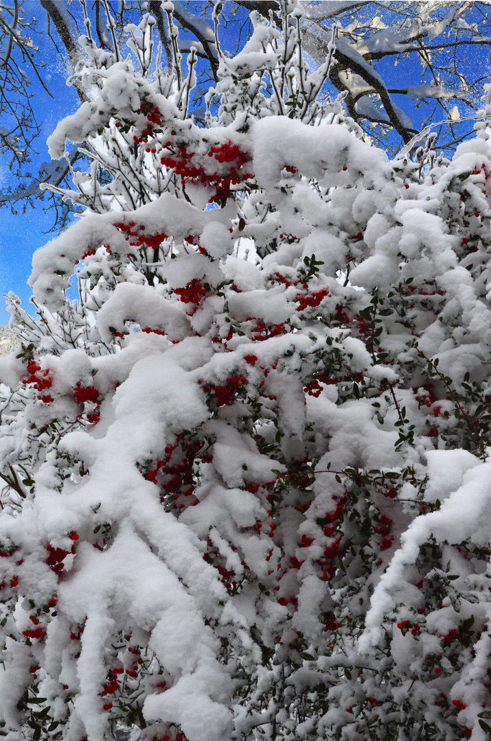 Winterbeeren