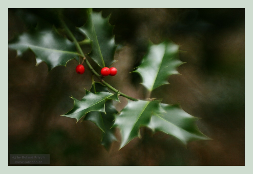 / Winterbeeren /