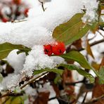 Winterbeeren