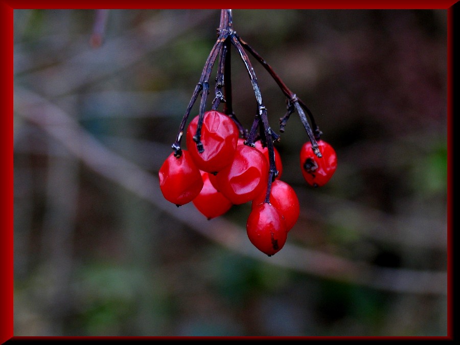 Winterbeeren!!!