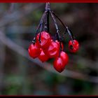 Winterbeeren!!!