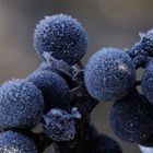 Winterbeeren 