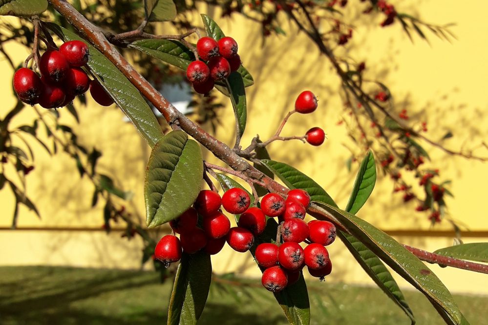 Winterbeeren