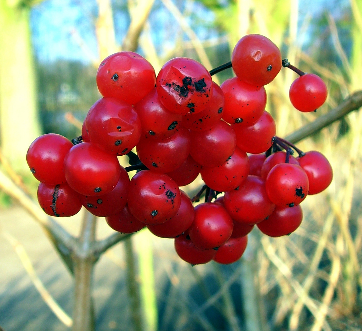 Winterbeeren