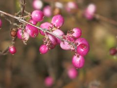 Winterbeeren