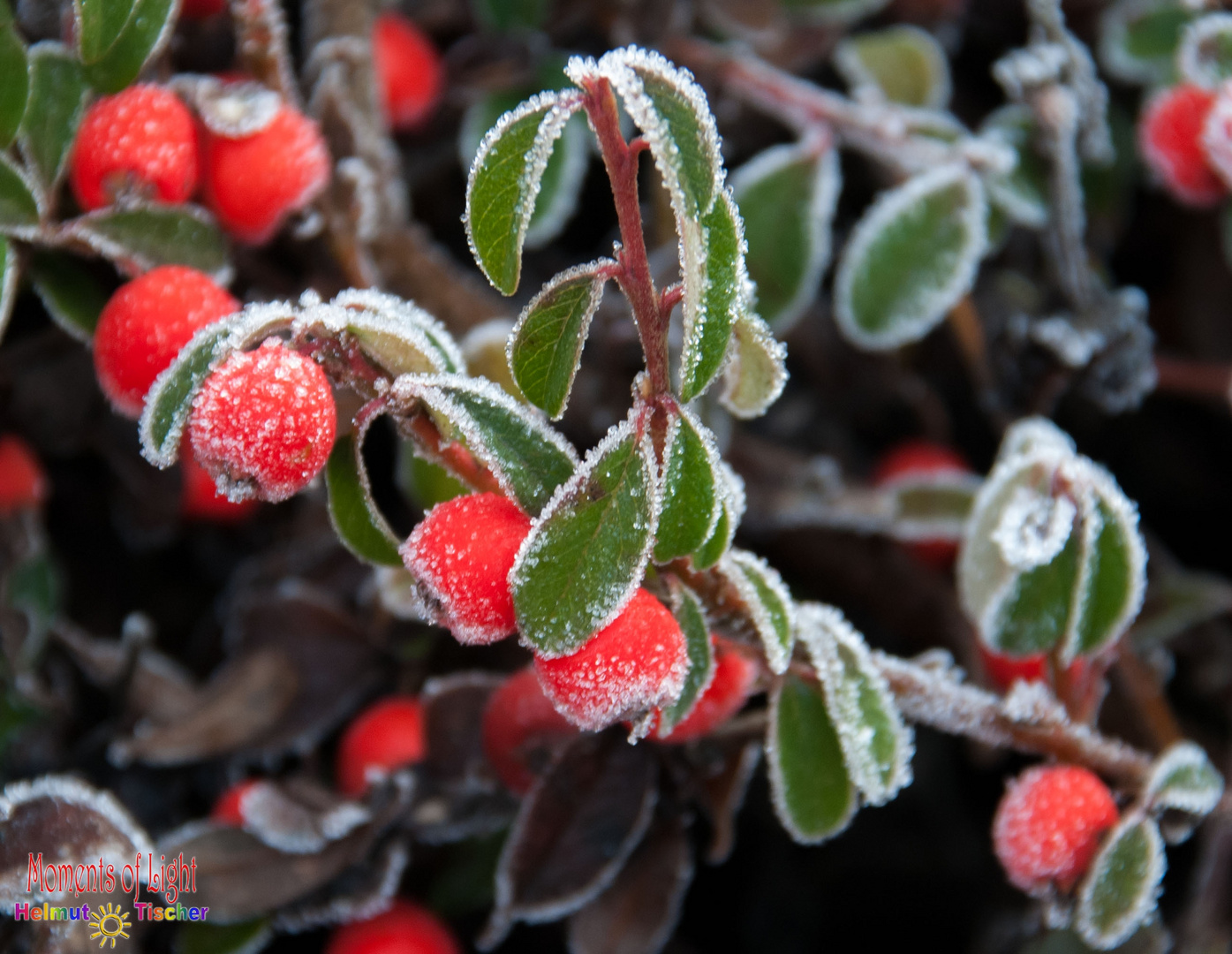 Winterbeeren