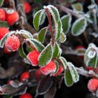 Winterbeeren