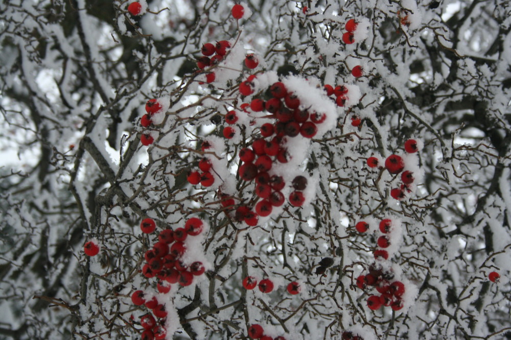 Winterbeeren