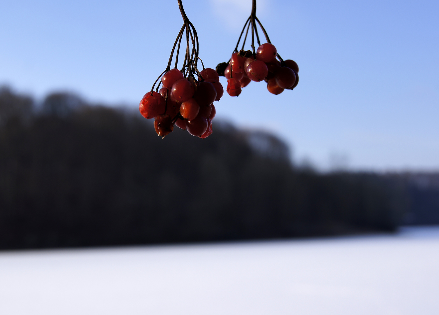 : Winterbeeren :