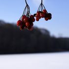 : Winterbeeren :