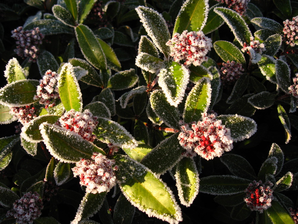 Winterbeeren