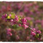 winter.beeren