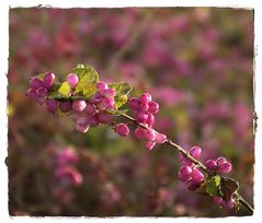 winter.beeren