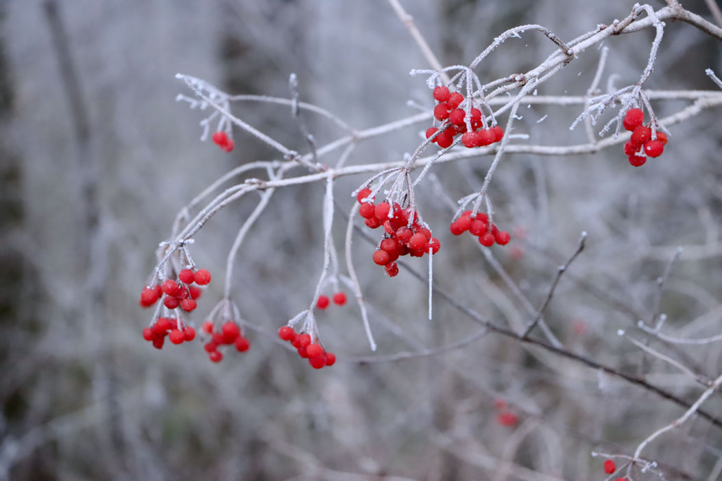 winterbeeren