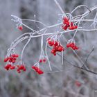 winterbeeren