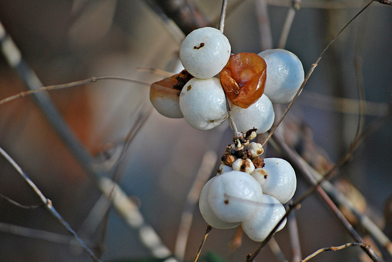 Winterbeeren...