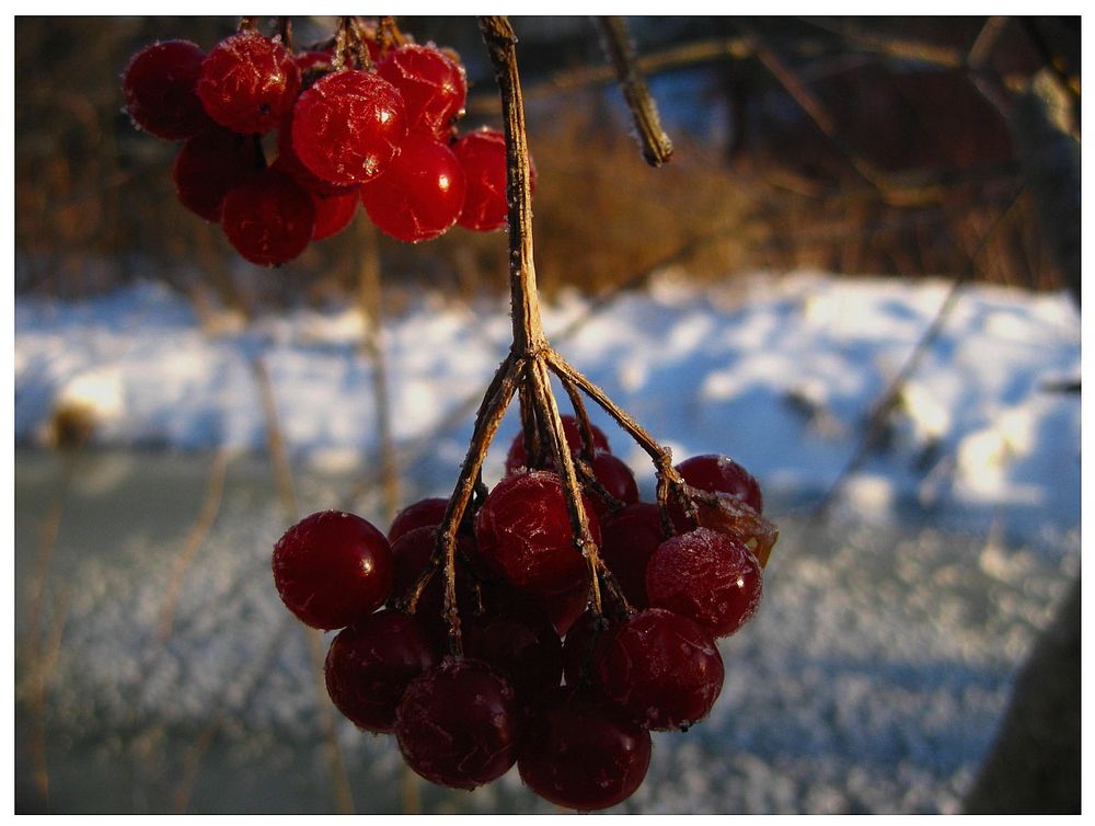 Winterbeeren