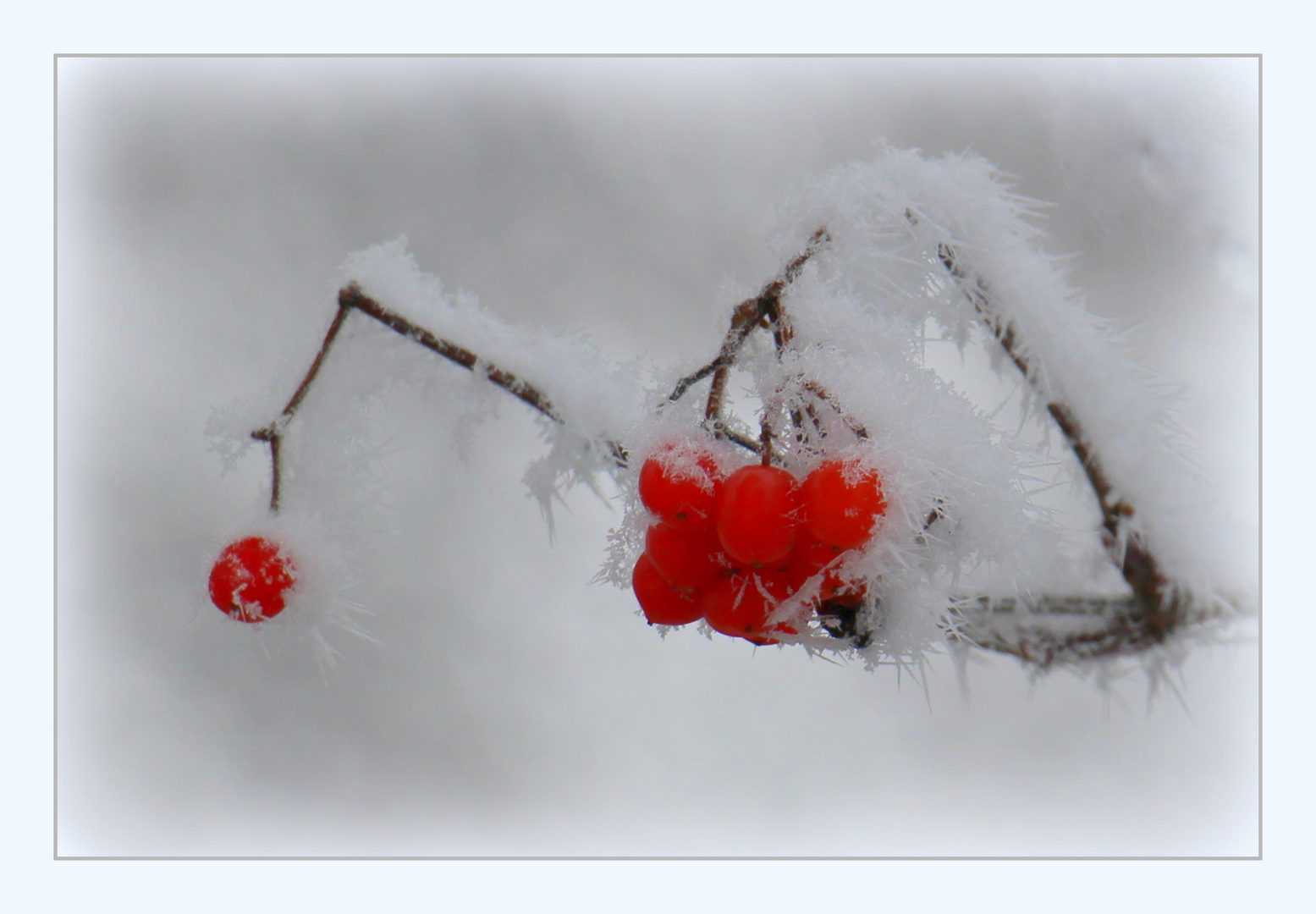 Winterbeeren