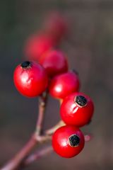 Winterbeeren