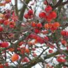 Winterbeeren