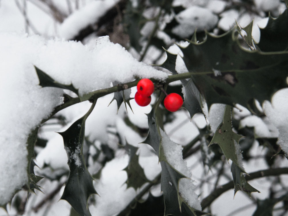 Winterbeeren