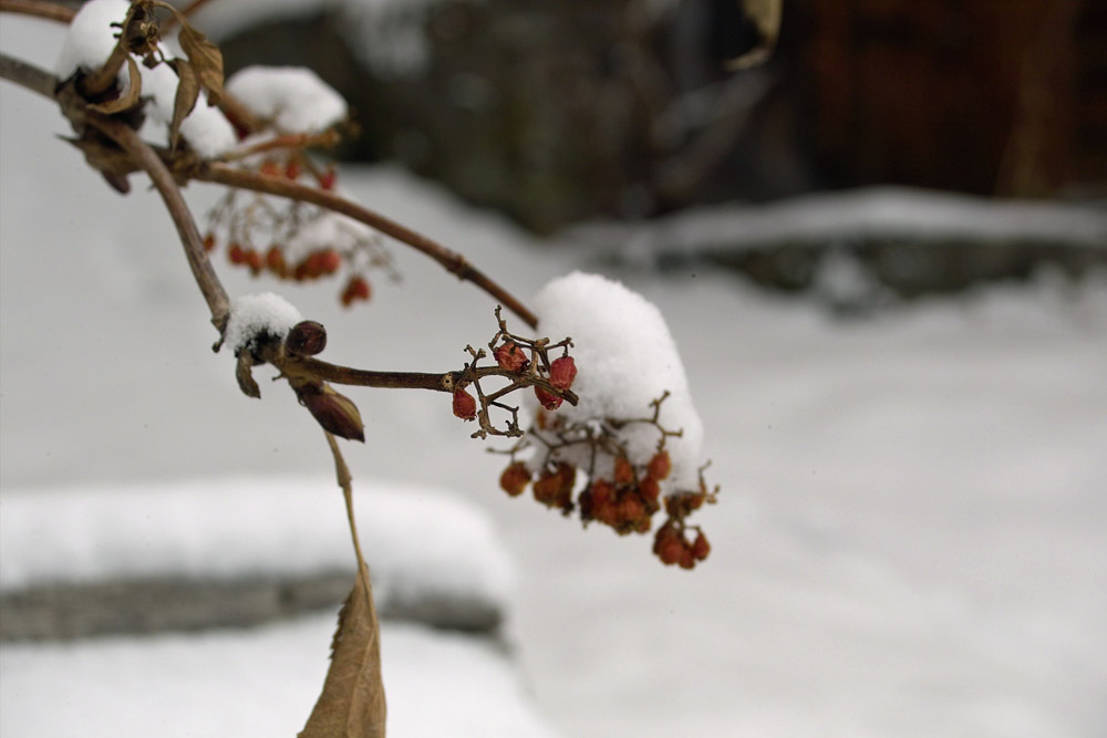 Winterbeeren von Michael Gwiasda