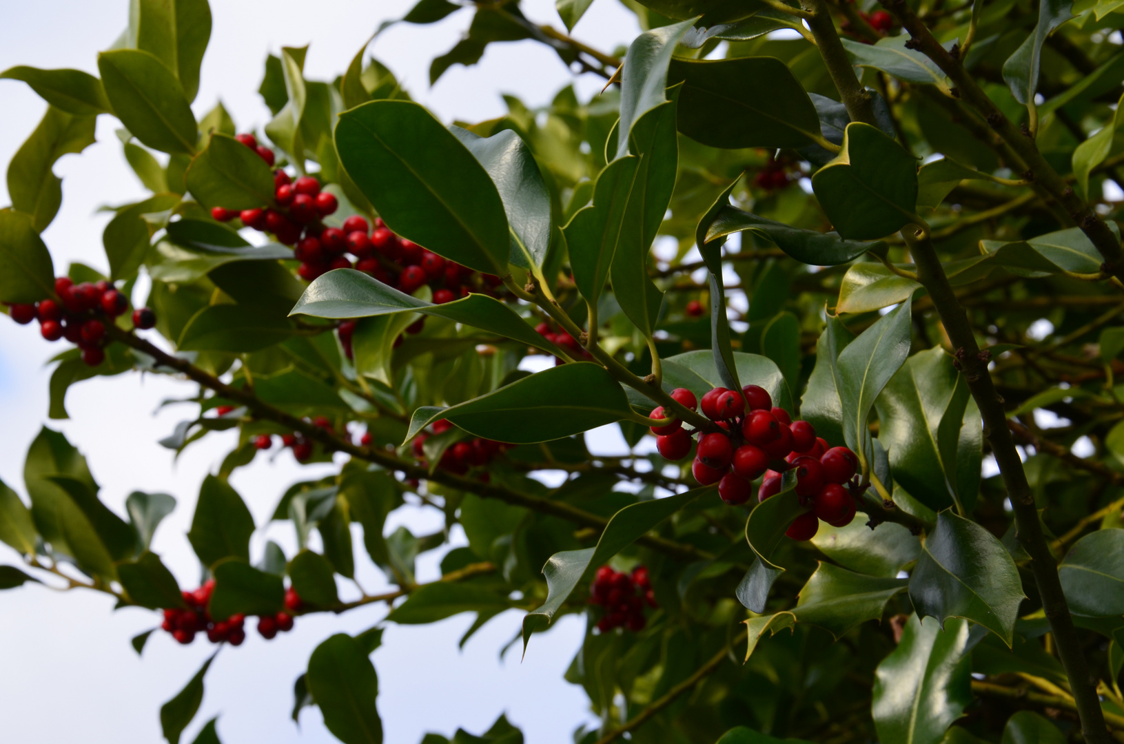 Winterbeeren