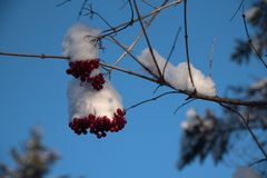 Winterbeeren