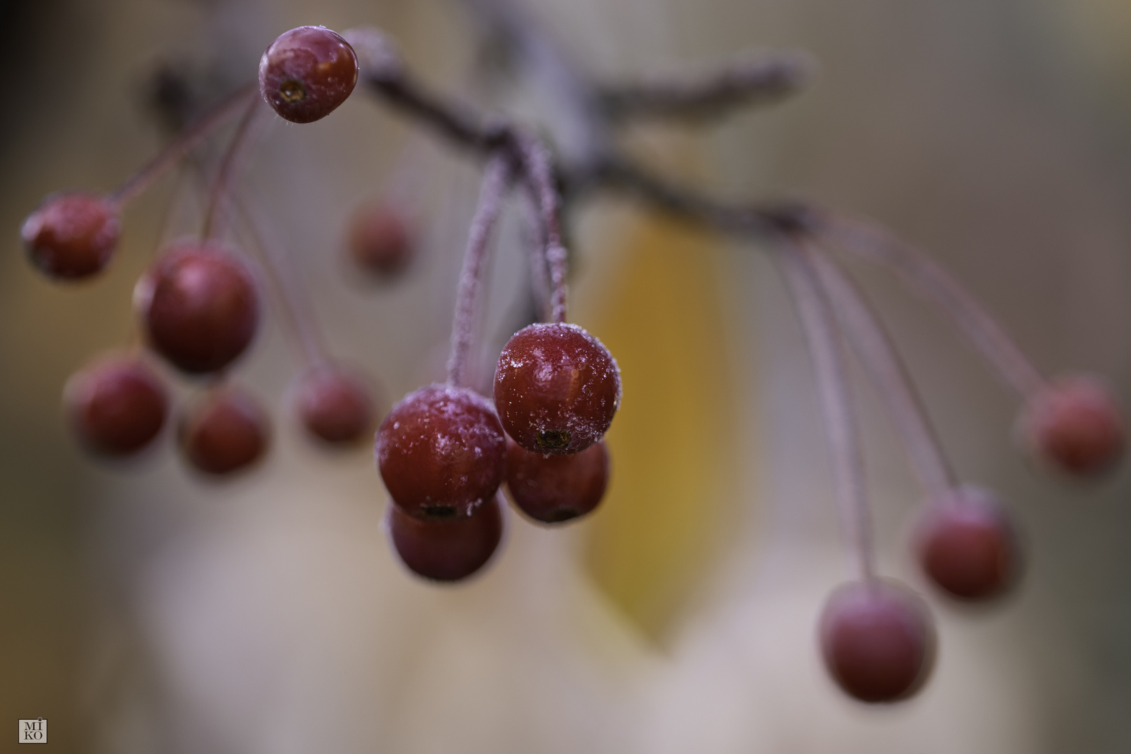 Winterbeeren