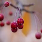 Winterbeeren