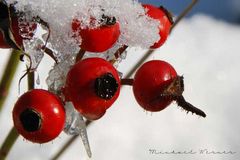 Winterbeeren