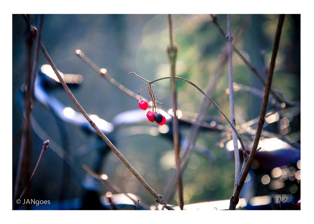 Winterbeeren