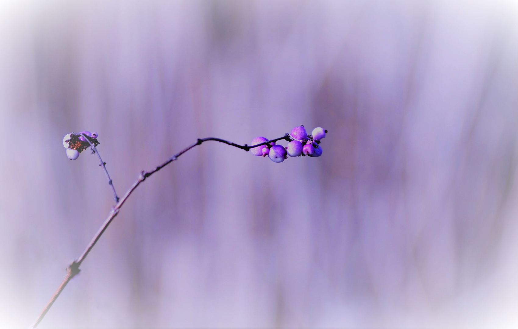 Winterbeeren - Harmonie der Farben / Soft and Dreamy 