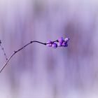 Winterbeeren - Harmonie der Farben / Soft and Dreamy 