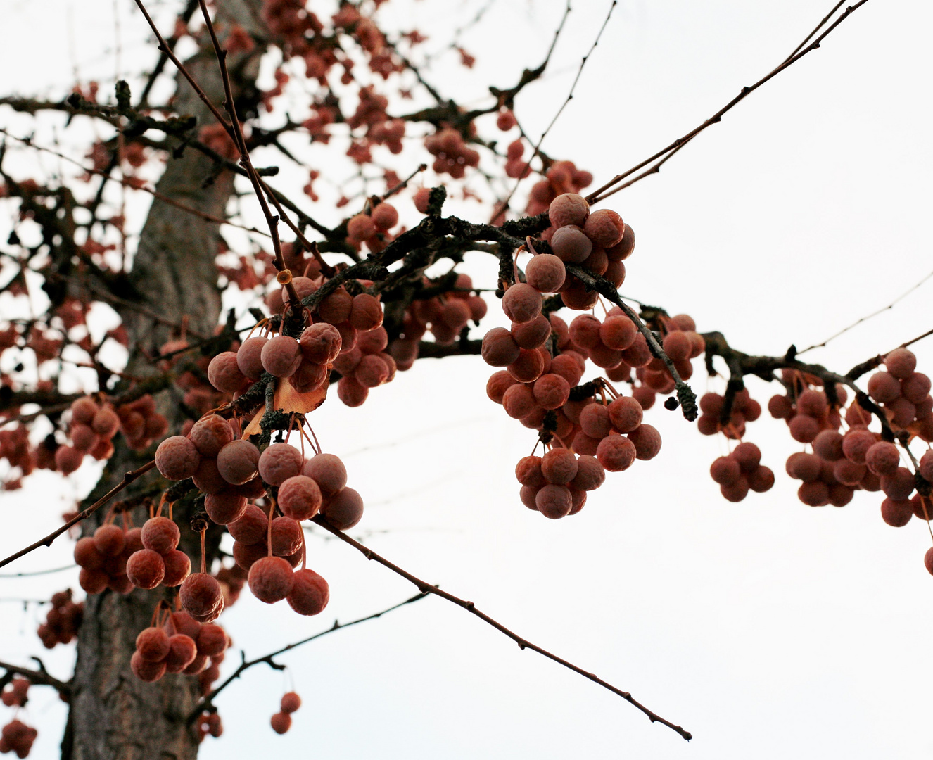 Winterbeeren - Winter berries