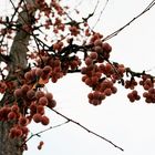 Winterbeeren - Winter berries