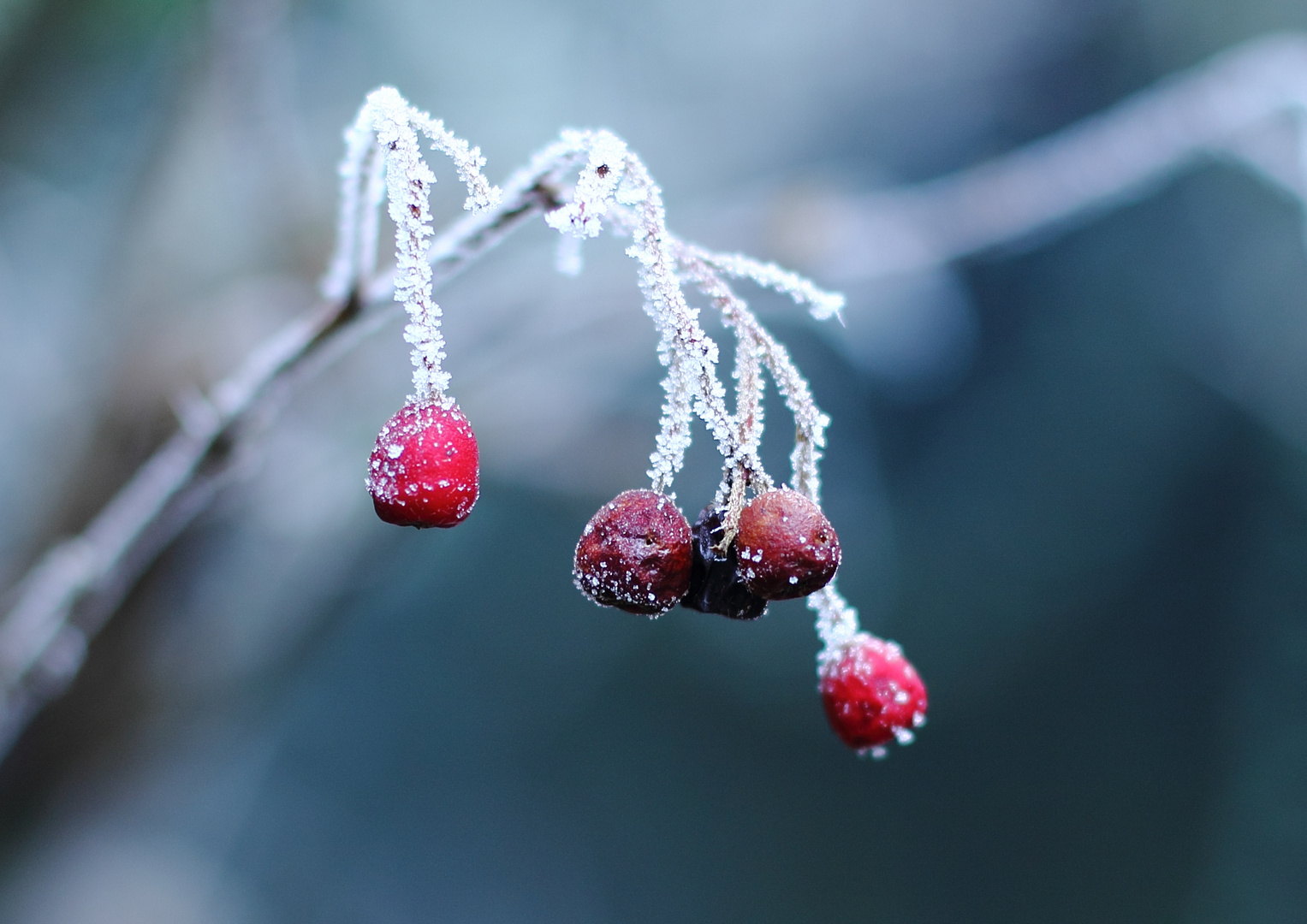 Winterbeeren1