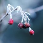 Winterbeeren1