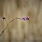 Winterbeerenstrauch / Bokeh - Wonderland - Dreamy II